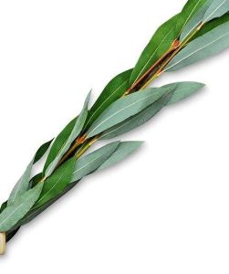 Flowers for Sukkot: The complete Miami guide for 2026 4 Aravot