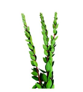 Flowers for Sukkot: The complete Miami guide for 2026 3 Hadassim