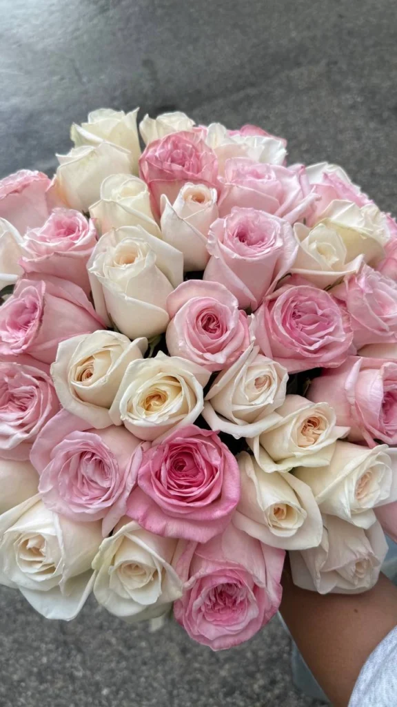 Pink and white garden roses